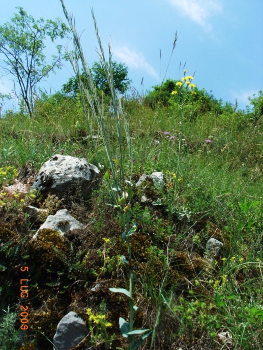 Turritis (=Arabis) glabra / Arabetta glabrescente